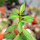 PERESKIOPSIS spec., illustrative photo