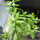 PERESKIOPSIS spec., illustrative photo
