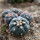 GYMNOCALYCIUM spegazzinii var. unguispinum SL 44b x vatteri f. unguispinum, illustrative photos
