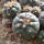 GYMNOCALYCIUM spegazzinii var. unguispinum SL 44b x vatteri f. unguispinum, illustrative photos