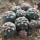 GYMNOCALYCIUM spegazzinii var. unguispinum SL 44b x vatteri f. unguispinum, illustrative photos