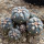 GYMNOCALYCIUM spegazzinii var. unguispinum SL 44b x vatteri f. unguispinum, illustrative photos