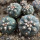 GYMNOCALYCIUM spegazzinii var. unguispinum SL 44b x vatteri f. unguispinum, illustrative photos