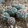 GYMNOCALYCIUM spegazzinii var. unguispinum SL 44b x vatteri f. unguispinum, illustrative photos