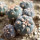 GYMNOCALYCIUM spegazzinii var. unguispinum SL 44b x vatteri f. unguispinum, illustrative photos