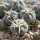 GYMNOCALYCIUM cardenasii x spegazzinii var. unguispinum SL 44b, illustrative photo