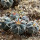 GYMNOCALYCIUM cardenasii x spegazzinii var. unguispinum SL 44b, illustrative photo