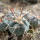 GYMNOCALYCIUM cardenasii x spegazzinii var. unguispinum SL 44b, illustrative photo