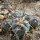 GYMNOCALYCIUM cardenasii x spegazzinii var. unguispinum SL 44b, illustrative photo