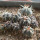 GYMNOCALYCIUM cardenasii x spegazzinii var. unguispinum SL 44b, illustrative photo