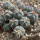 GYMNOCALYCIUM cardenasii x spegazzinii var. unguispinum SL 44b, illustrative photo
