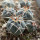 GYMNOCALYCIUM cardenasii x spegazzinii var. unguispinum SL 44b, illustrative photo