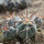 GYMNOCALYCIUM cardenasii x spegazzinii var. unguispinum SL 44b, illustrative photo