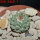 STROMBOCACTUS esperanzae var. nova long spines, SN 2014.0201, 2 cm SEEDLING