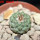 STROMBOCACTUS esperanzae var. nova long spines, SN 2014.0201, 2 cm SEEDLING