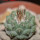 STROMBOCACTUS esperanzae var. nova long spines, SN 2014.0201, 2 cm SEEDLING