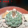 STROMBOCACTUS esperanzae var. nova long spines, SN 2014.0201, 2 cm SEEDLING
