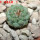 STROMBOCACTUS esperanzae var. nova long spines, SN 2014.0201, 5 cm pot, 2,1 cm SEEDLING