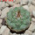 STROMBOCACTUS esperanzae var. nova long spines, SN 2014.0201, 5 cm pot, 2,1 cm SEEDLING