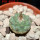 STROMBOCACTUS esperanzae var. nova long spines, SN 2014.0201, 5 cm pot, 2,1 cm SEEDLING