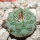 STROMBOCACTUS esperanzae var. nova long spines, SN 2014.0201, 5 cm pot, 2,1 cm SEEDLING
