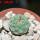 STROMBOCACTUS esperanzae var. nova long spines, SN 2014.0201, 2 cm SEEDLING