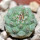 STROMBOCACTUS esperanzae var. nova long spines, SN 2014.0201, 2 cm SEEDLING