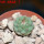 STROMBOCACTUS esperanzae var. nova long spines, SN 2014.0201, 2 cm SEEDLING