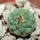 STROMBOCACTUS esperanzae var. nova long spines, SN 2014.0201, 2 cm SEEDLING