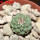 STROMBOCACTUS esperanzae var. nova long spines, SN 2014.0201, 2,1 cm SEEDLING