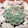 STROMBOCACTUS esperanzae var. nova long spines, SN 2014.0201, 2,1 cm SEEDLING