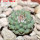 STROMBOCACTUS esperanzae var. nova long spines, SN 2014.0201, 2,1 cm SEEDLING
