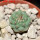 STROMBOCACTUS esperanzae var. nova long spines, SN 2014.0201, 2 cm SEEDLING