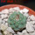 STROMBOCACTUS esperanzae var. nova long spines, SN 2014.0201, 2 cm SEEDLING