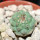STROMBOCACTUS esperanzae var. nova long spines, SN 2014.0201, 2 cm SEEDLING