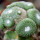 BLOSSFELDIA spec. Jucker ex W. Uebelmann, illustrative photo