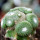 BLOSSFELDIA spec. Jucker ex W. Uebelmann, illustrative photo