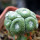 BLOSSFELDIA spec. Jucker ex W. Uebelmann, illustrative photo