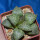HAWORTHIA emelyae cv. 259 ex G. Marx, illustrative photo