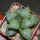 HAWORTHIA emelyae cv. 259 ex G. Marx, illustrative photo
