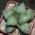 HAWORTHIA emelyae cv. 259 ex G. Marx, illustrative photo