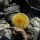 UEBELMANNIA pectinifera var. eriocactoides form 2, copyright Vaclav Toman