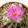 GEOHINTONIA mexicana