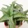 ALOE descoingsii