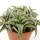 ALOE descoingsii