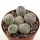 OPUNTIA clavaroides f. white