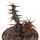 EUPHORBIA aeruginosa f. Prostejov