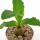 LEDEBOURIA concolor