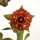 FREREA indica