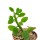 FREREA indica